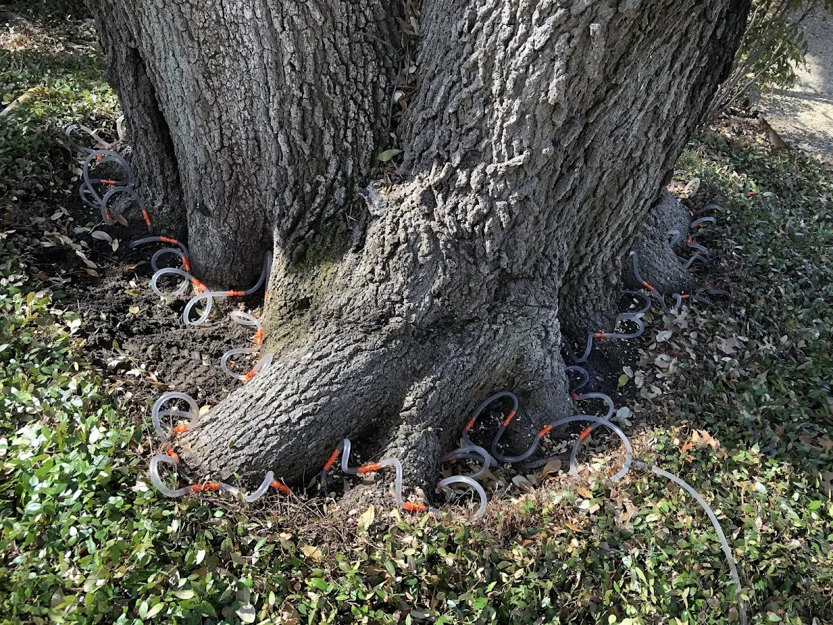 Detailed Tree Cabling and Bracing job site in Staley