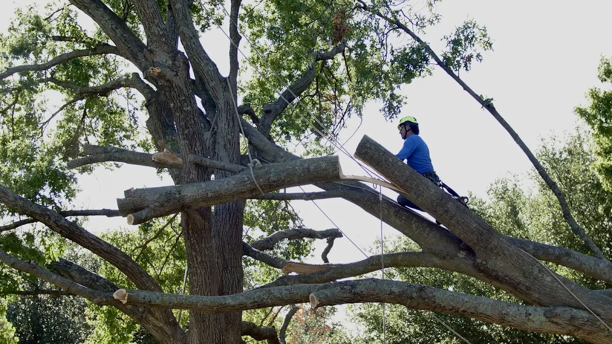 Professional Crown Thinning performed by certified arborists in Staley