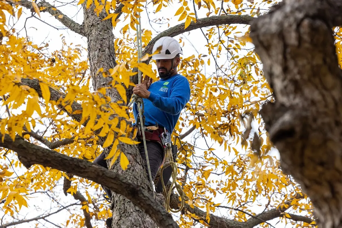 Skilled Emergency Tree Service crew working in Staley